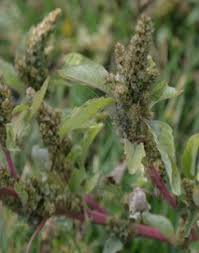 Image result for Amaranthus praetermissus