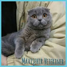 minis cok havalisin kedi guzelkedi scotishfold british britishshorthair guzel kediler kedi hayvan