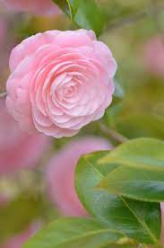 Camellia Otome Tsubaki Pretty Flowers Flowers For You Flower Beauty