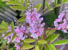 Image result for Indigofera