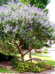 Image result for Vitex strickeri