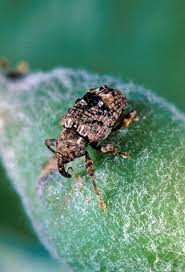 Although it feeds on several wild host. Plum Curculio Wikipedia