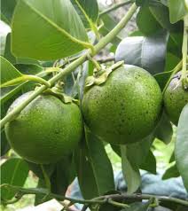 The edible fruit is a compound cluster of several small drupes that are dark. Exotic Fruit Trees Black Sapote Fruit Tree