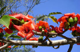 Image result for Bombax