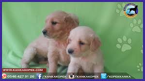satilik golden ankara kanka kopek