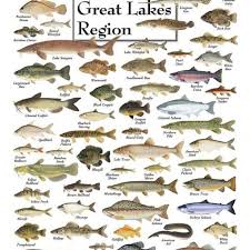 Fishes Of The Great Lakes Puzzle Freshwater Fish Great