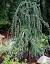 Garden Small Evergreen Trees
