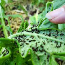 We did not find results for: How To Get Rid Of Aphids Prevent Aphids Trifecta Natural