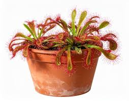 Image result for Droseraceae