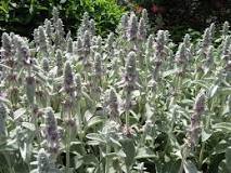 Image result