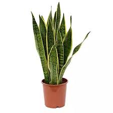 Natively found in tropical west africa from nigeria east to the congo.snake plant is a plant that lives for more than two years forming dense stands.it's stiff leaves grows vertically from a circular arrangement of leaves.snake plant can survive low light level, lack of rain and have few insect problems.snake plant it is now used. Buy Snake Plant Online In Pakistan Lahore Karachi Islamabad