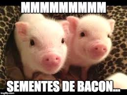 Piadas E Videos Piadas E Videos Em Memes Plantacao De Bacon