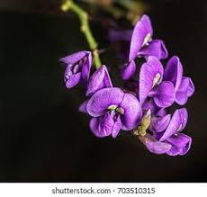 Image result for Hardenbergia comptoniana