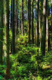 Forest By Tommy Farnsworth In 2020 Forest And Wildlife Forest Nature