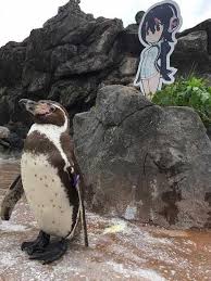 بالصور اليابان تودع البطريق العاشق بعد قصة حب مستحيلة Penguins Animals Anime