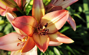 The most beautiful flowers in the world. Beautiful Lily Flowers 30780 2560x1600px