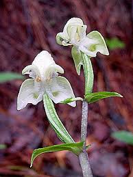 Image result for Sparrmannia ricinocarpa