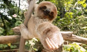 All Things Sloth Species Of Sloths Sloth Gif Baby Sloth Animals