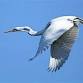 Bald Head Island Birding Tour (2026)