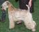 Image of How long does a wheaten terrier live?