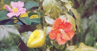 採藥留種 藥源無限木麒麟 橙花七星針 cactaceac 仙人掌科 學名 pereskia bleo 別名 橙花大還魂 越南玫瑰英文名 wax rose 馬來名