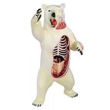 We did not find results for: 4d Science Animal Cell Model Tedco Toys