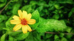 Bunga bakung yang besar itu mempunyai tiga daun bunga dengan berbagai warna dari mulai merah, putih, kuning, jingga. Yellow Flower Gambar Bunga Bunga Kuning Fotografi Bunga