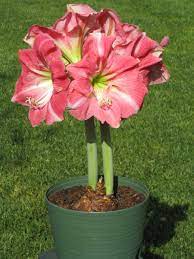 Master Gardener Amaryllis Bulbs Easy To Grow A Sight To Behold Orange County Register