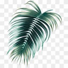 Check spelling or type a new query. Tropical Leaves Png Png Transparent For Free Download Pngfind