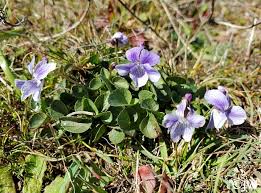Image result for Viola abyssinica