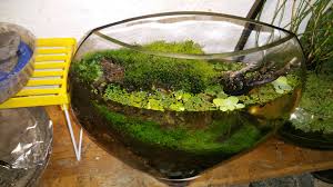Half Moon Paludarium Jarrarium Terrarium 2 Months Indoor Water Garden Water Gardens Diy Terrarium