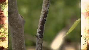Early blight is one of the most common tomato diseases, occurring nearly every season wherever tomatoes are grown. Preventing And Treating Fire Blight Youtube