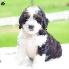 Callie Mini Bernedoodle Puppy For Sale In Ohio Mini Bernedoodle Bernedoodle Puppy Bernedoodle