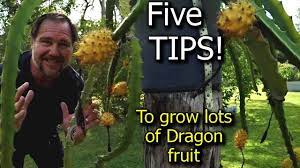 Dragon fruit is an epiphytic plant, which, as its name suggests, is up trees and branches in the rainforest (etymologically epi on and phytos plant). 5 Tips How To Grow A Ton Of Dragon Fruit Youtube