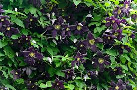 Maybe you would like to learn more about one of these? Clematis Romantika Late Large Flowered Clematis
