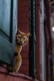 900 Cat Images Download Hd Pictures Photos On Unsplash Cats Cancer In Cats Cat Pics