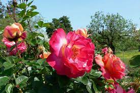 Most of them could also be classified, and in fact technica Buck Roses Focus On Flowers Indiana Public Media