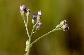 Image result for Vernonia cinerea