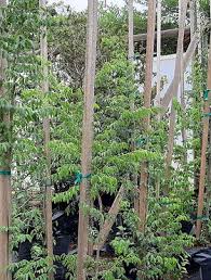 Image result for Xanthocercis zambesiaca