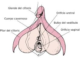 Resultado de imagen para curiosidades sobre critori vagina