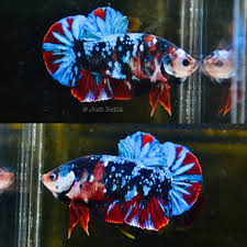 Galaxy betta made from custom printed minky fabric. Just Betta 2020 Top Favourites Category Galaxy Facebook