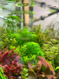 Image result for Syngonanthus