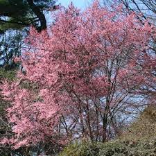 Last updated september 19, 2019. Okame Cherry Trees For Sale Garden Hills Nursery Flowering Cherry Tree Cherry Tree Flowering Trees