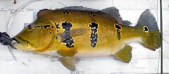 Selain karena perawatannya yang mudah, burung pleci banyak dipelihara karena ia memiliki suara kicauan yang merdu dan indah. Predatorfishkeeper Peacock Bass Dan Jenis Jenis Peacock Bass