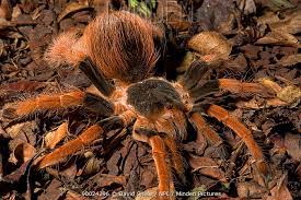 Megaphobema robustum, known as the colombian giant tarantula or colombian giant redleg, has a span of 6 to 8 inches. Minden Pictures Columbian Giant Red Leg Megaphobema Robustum David Shale Npl