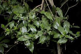Image result for Chassalia parvifolia