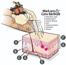 Skin snagging can be occurring mainly because of the few points. Etp Lining Shading Color And Grey Masterclass Tattooing 101