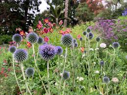 Mixed border border plants large containers cut flowers hedges essie flower arrangements looks great bright. The Gardeners Friends Geelong Botanic Gardens
