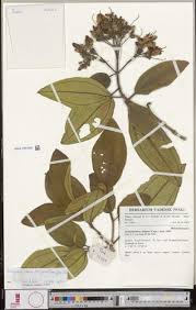 Image result for Dichaetanthera