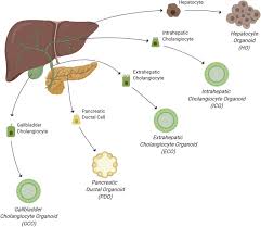 The pancreas is an organ located in the abdomen. Building Consensus On Definition And Nomenclature Of Hepatic Pancreatic And Biliary Organoids Sciencedirect
